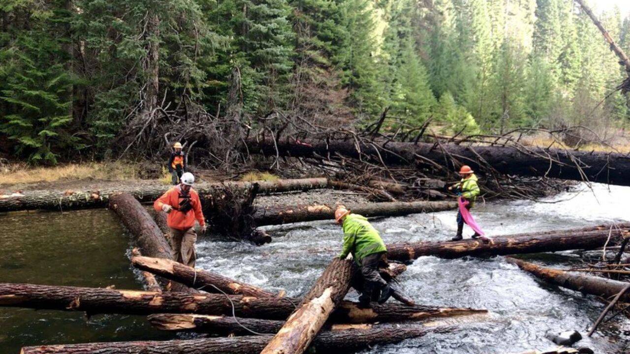 How are helicopters transporting thousands of logs to remote streams<br>