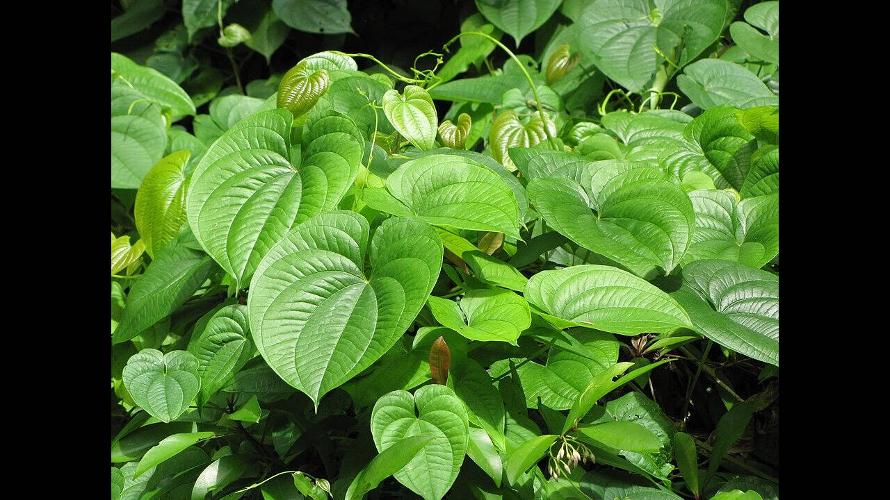 Starr-090623-1450-Dioscorea_bulbifera-leaves-Nahiku-Maui_(24598939439)
