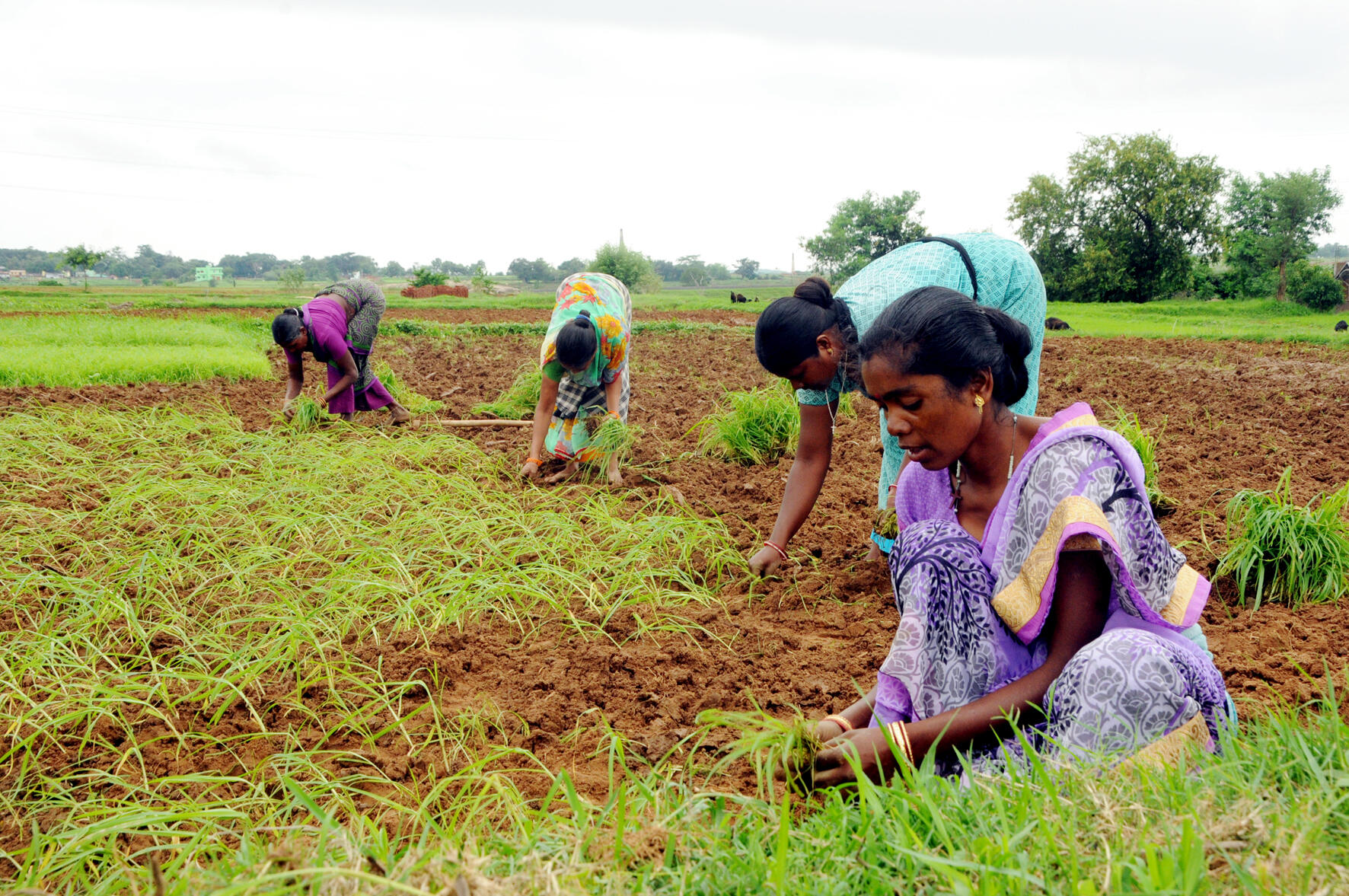 ec88e9b3-d6f9-45fc-9859-19b9a6bf4d32_Farmer_1.JPG