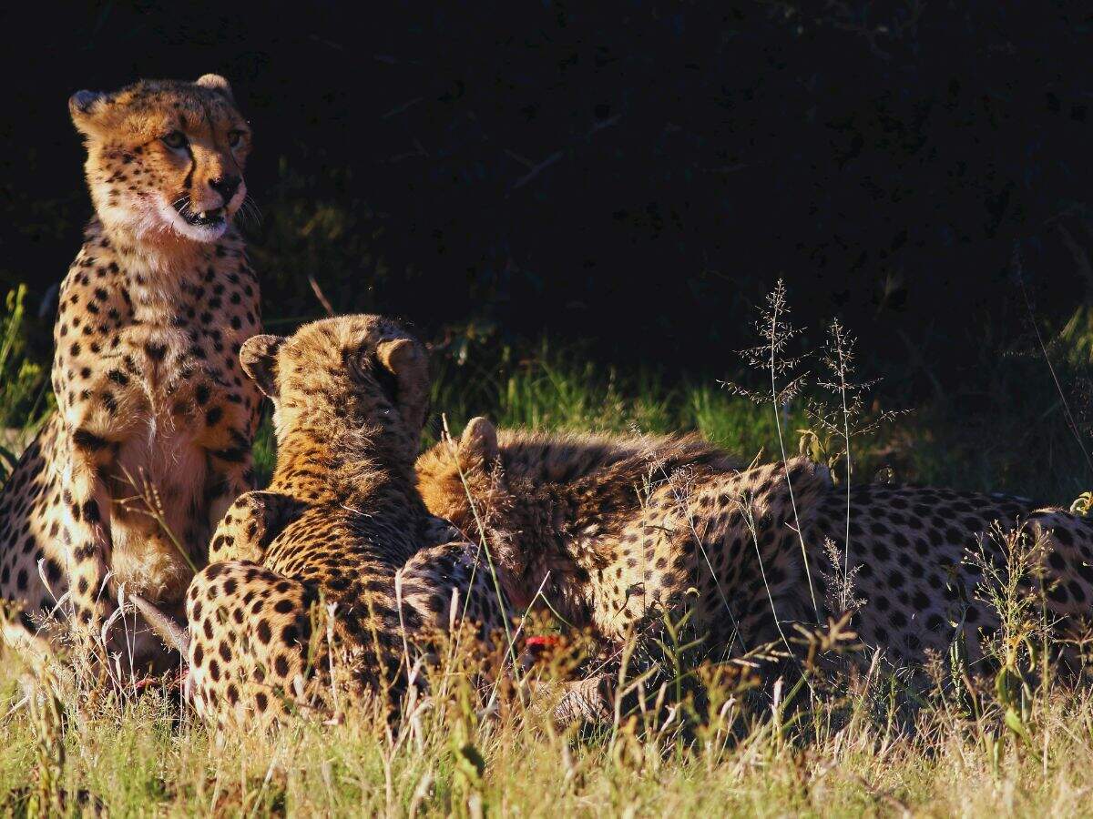 Cheetah