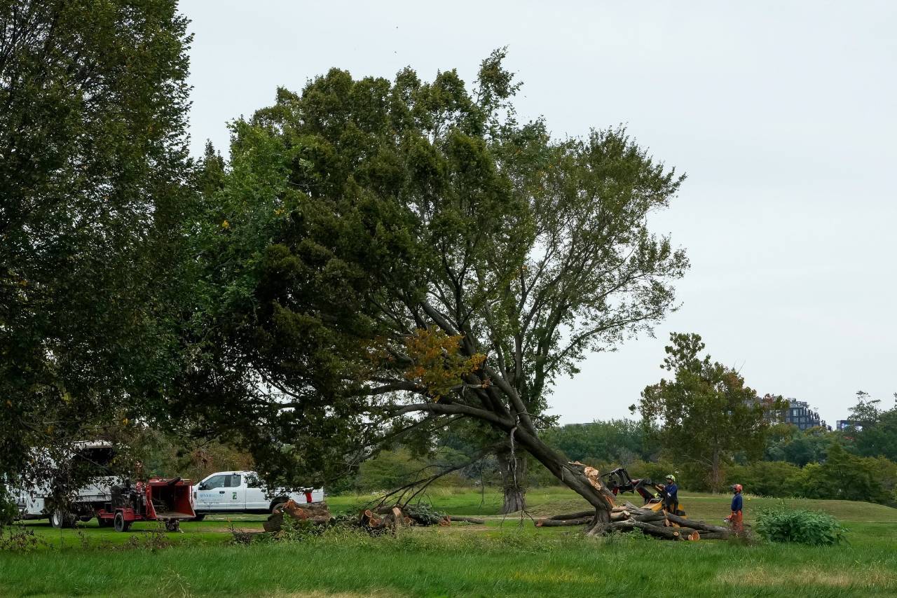 Donald Trump’s golf course redevelopment faces a court challenge over tree removal.