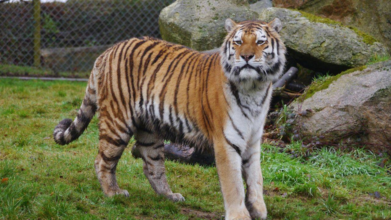 Amur tiger