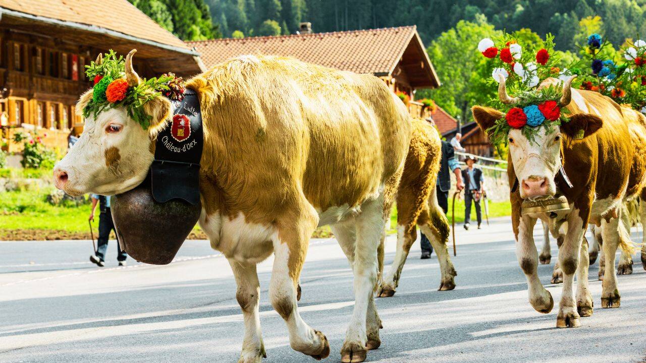 Cow fest, Switzerland