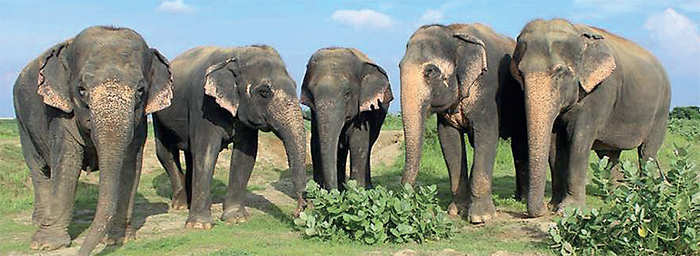 Karnataka: Jumbo struggle: Poaching and human-elephant clashes due to ...