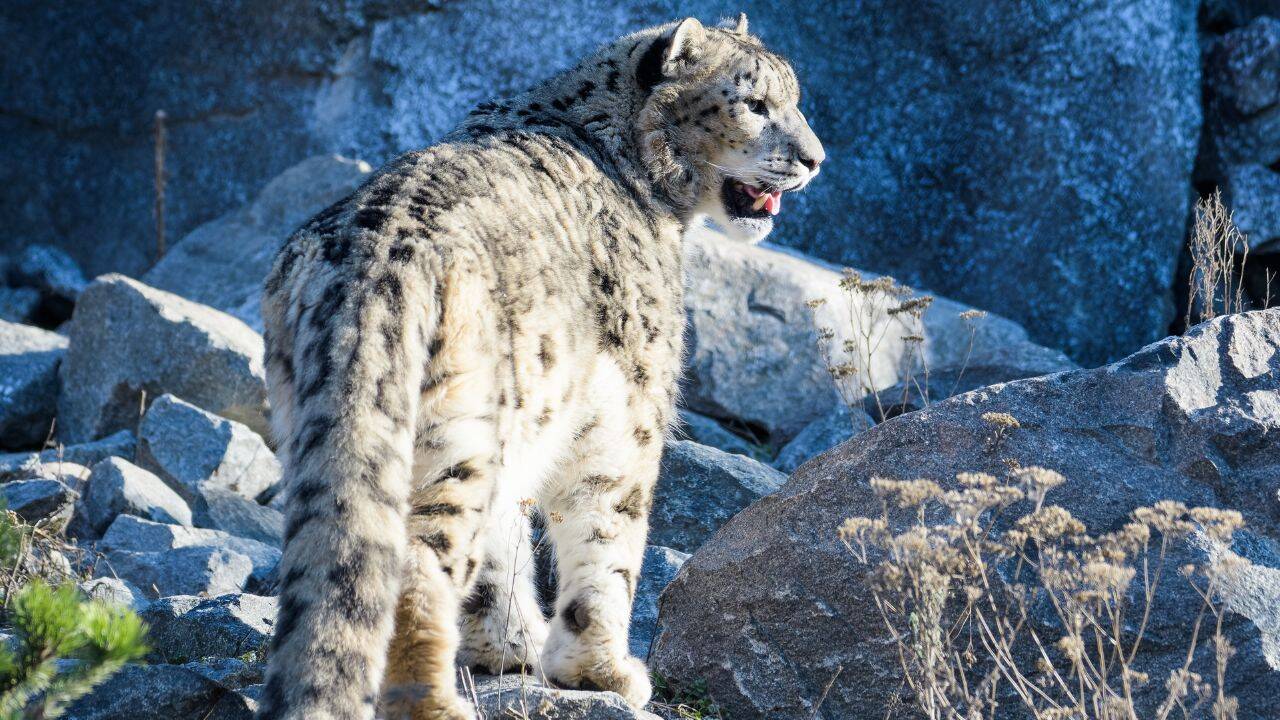 Ladakh’s snow leopard safari ranks among the world’s best; 7 places in ...