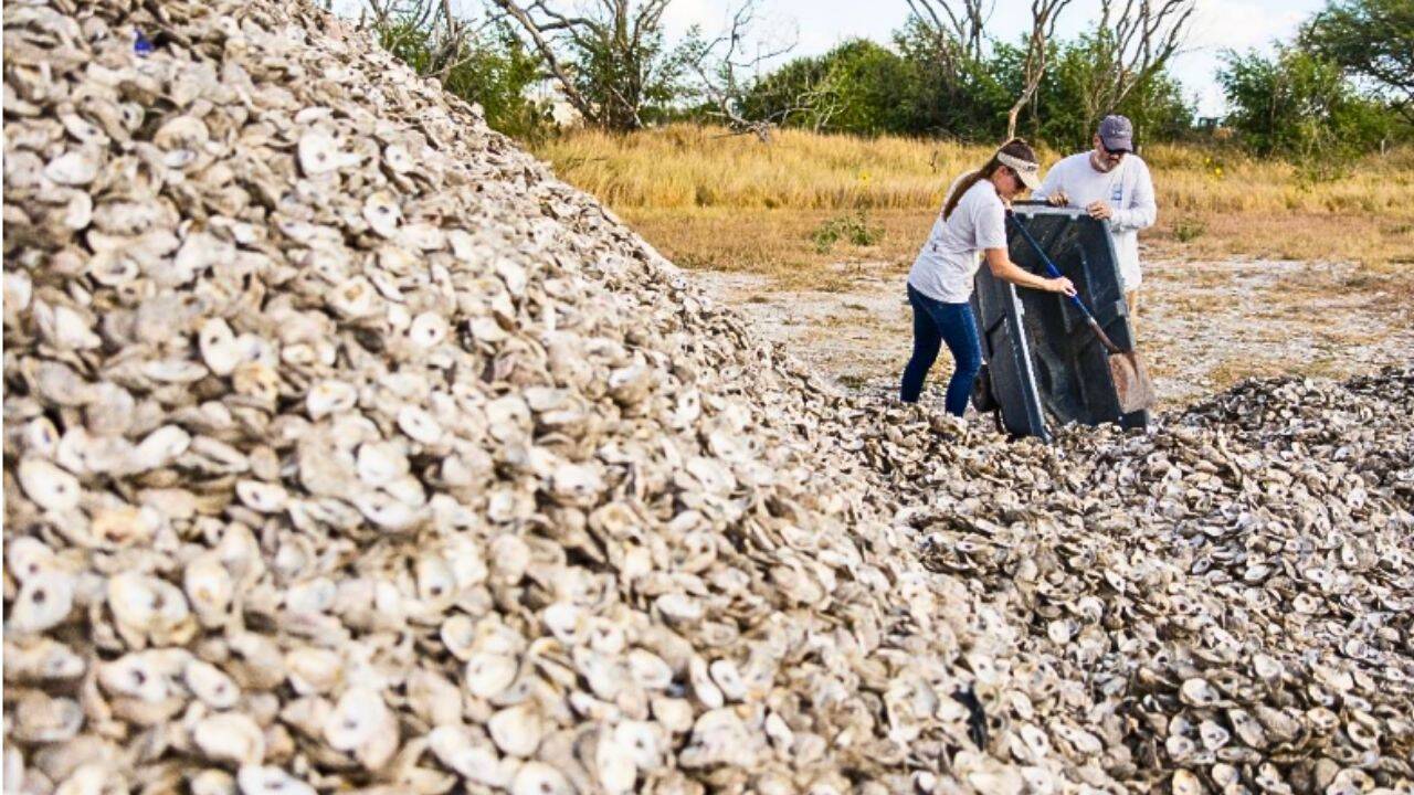 How recycled oyster shells helped rebuild 4.5 acres of Texas reef