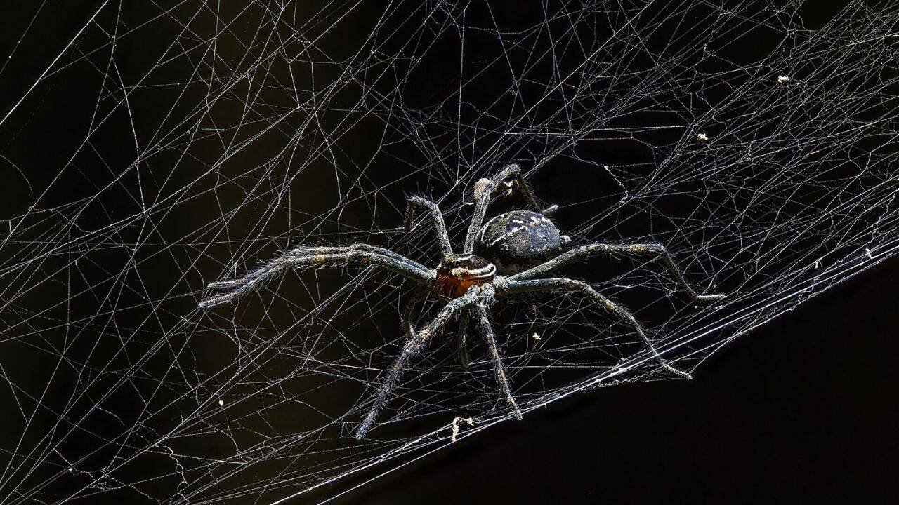 Mapping the animals in the spider’s ecosystem