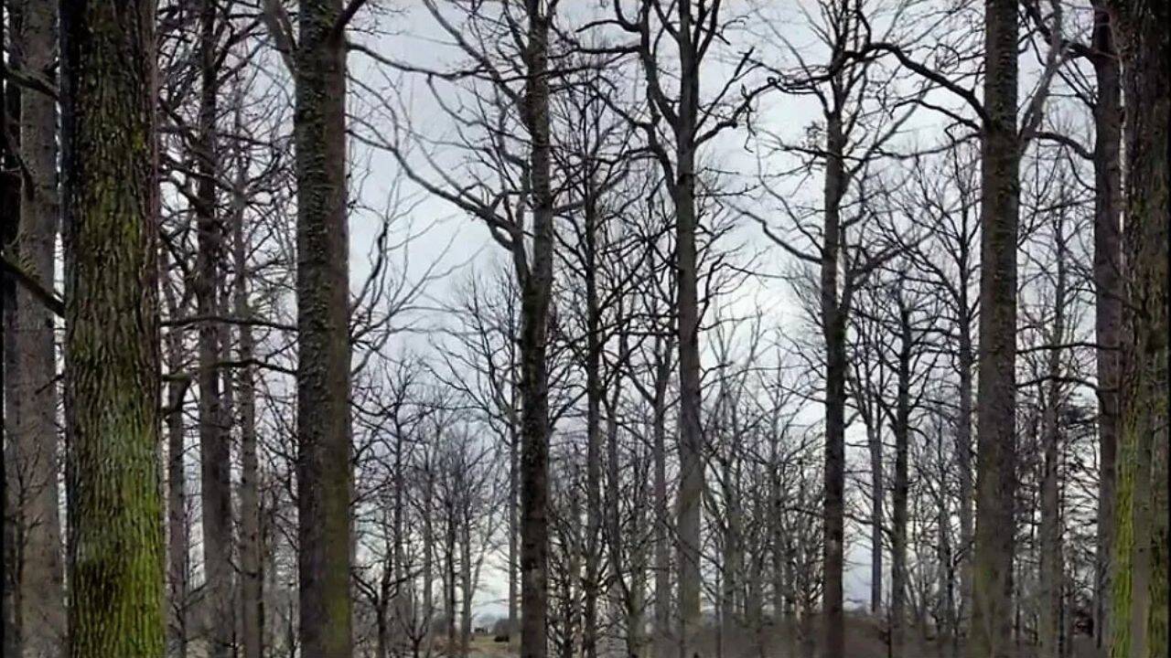 Why did Sweden plant 300,000 oak trees for future warships
