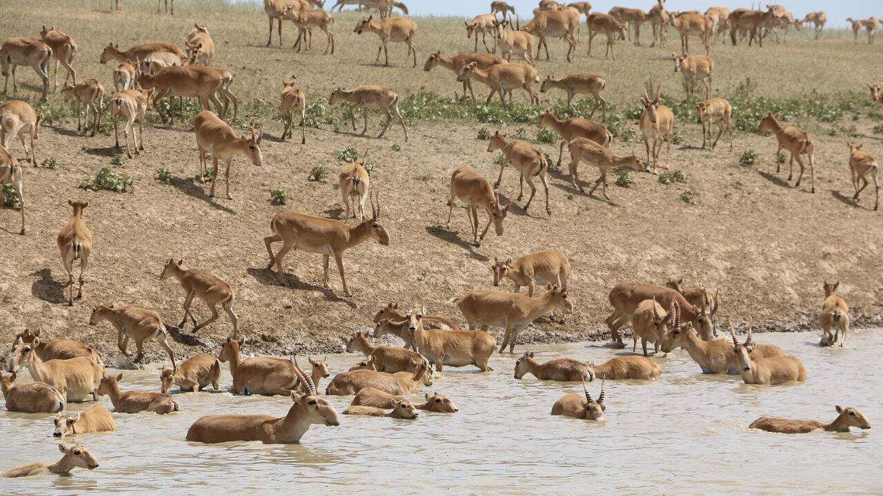 How did Kazakhstan lost 200,000 saigas in just under a year