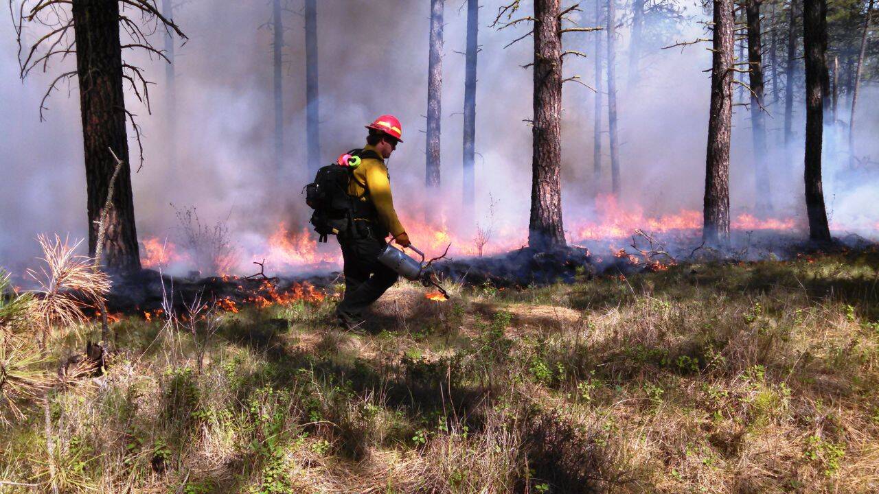 Burning the Australian woodland after years of no recorded fire<br>