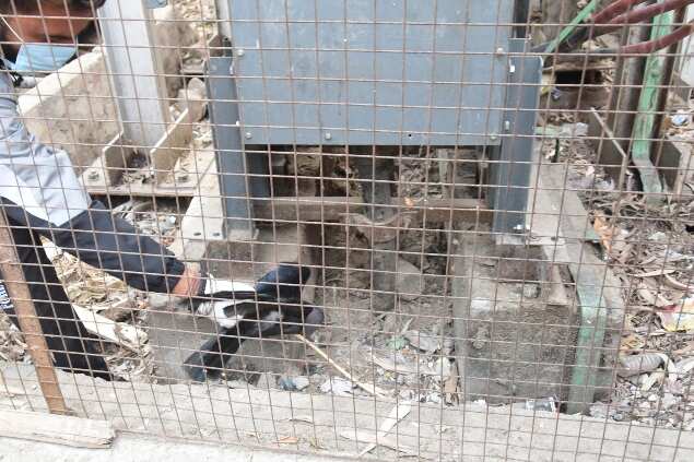 Forest official picks up a sick crow, Jaipur.