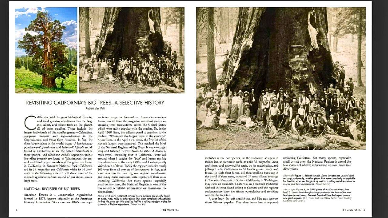 The Bennett Juniper’s journey from local landmark to protected tree<br>