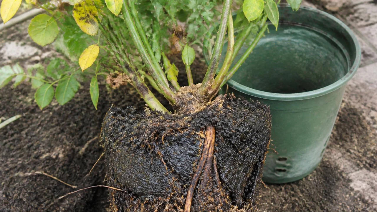​<strong>Why are your plants getting yellow leaves? 7 common reasons and what to do?</strong>​<br>