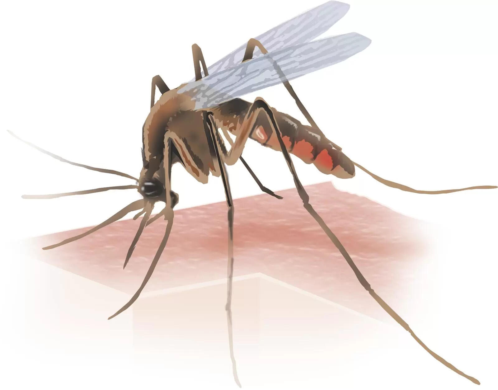 Dengue cases up 90% in district in a year