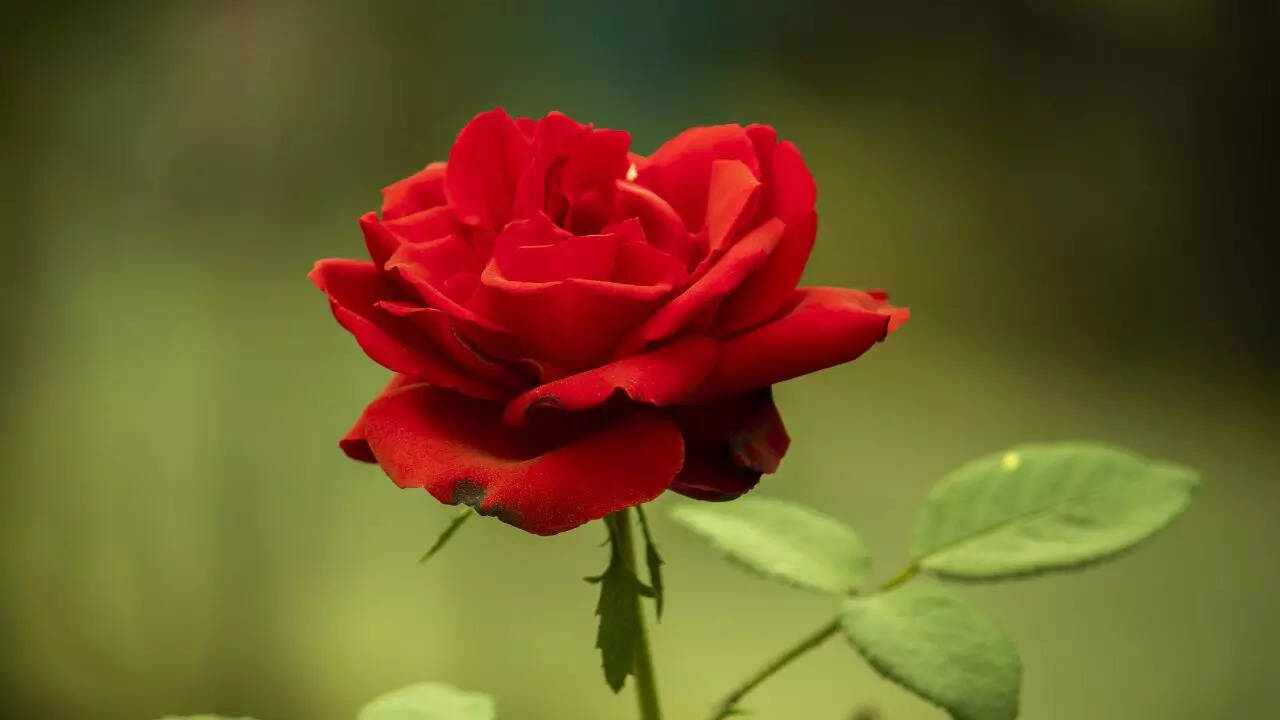 Rose Day Quotes, Happy Rose Day Quotes