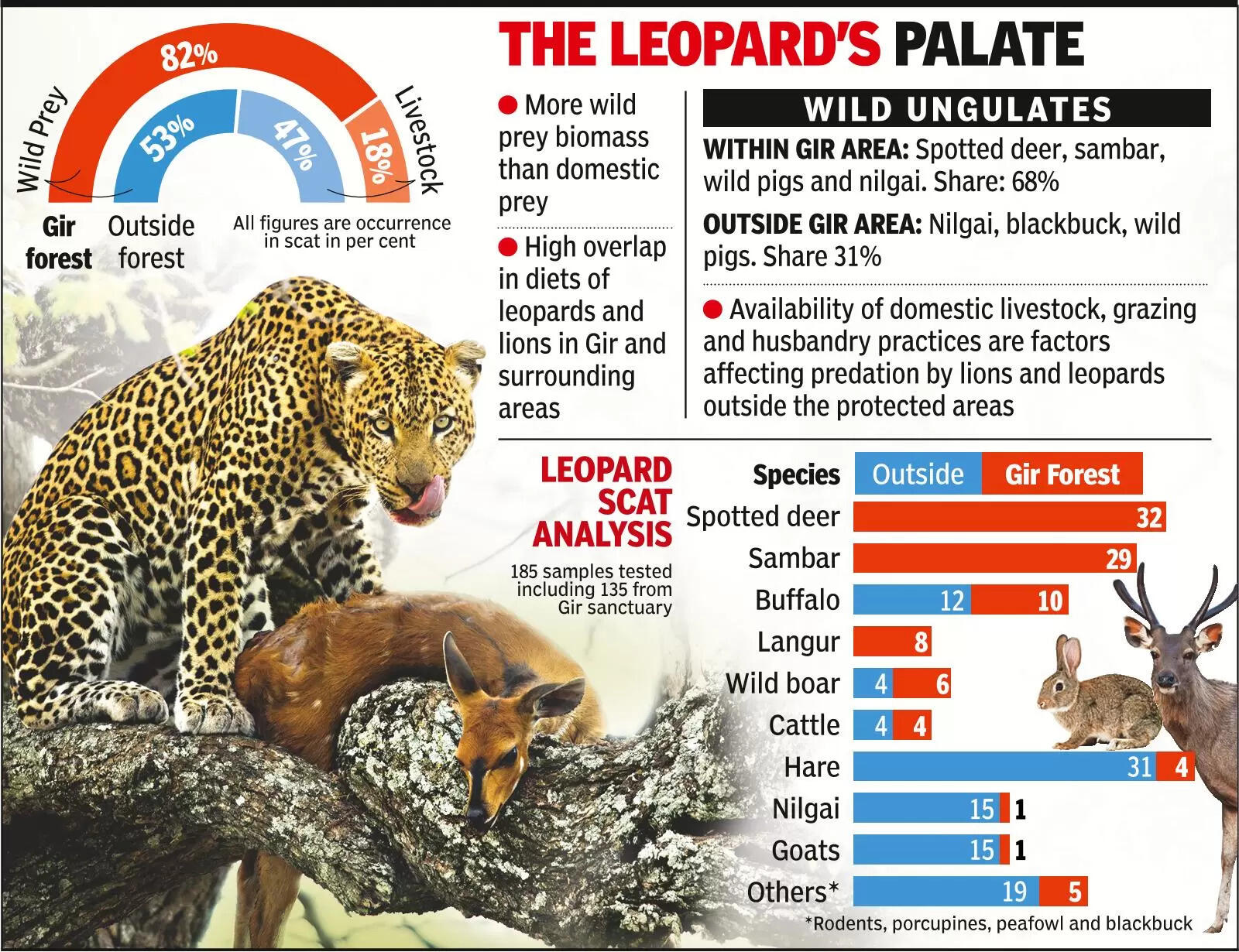 Leopards eating more wild prey, proving saviours for farmers