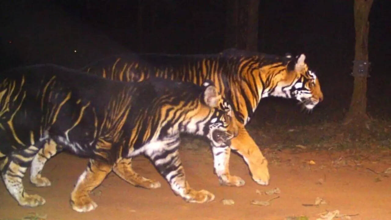 Black tiger
