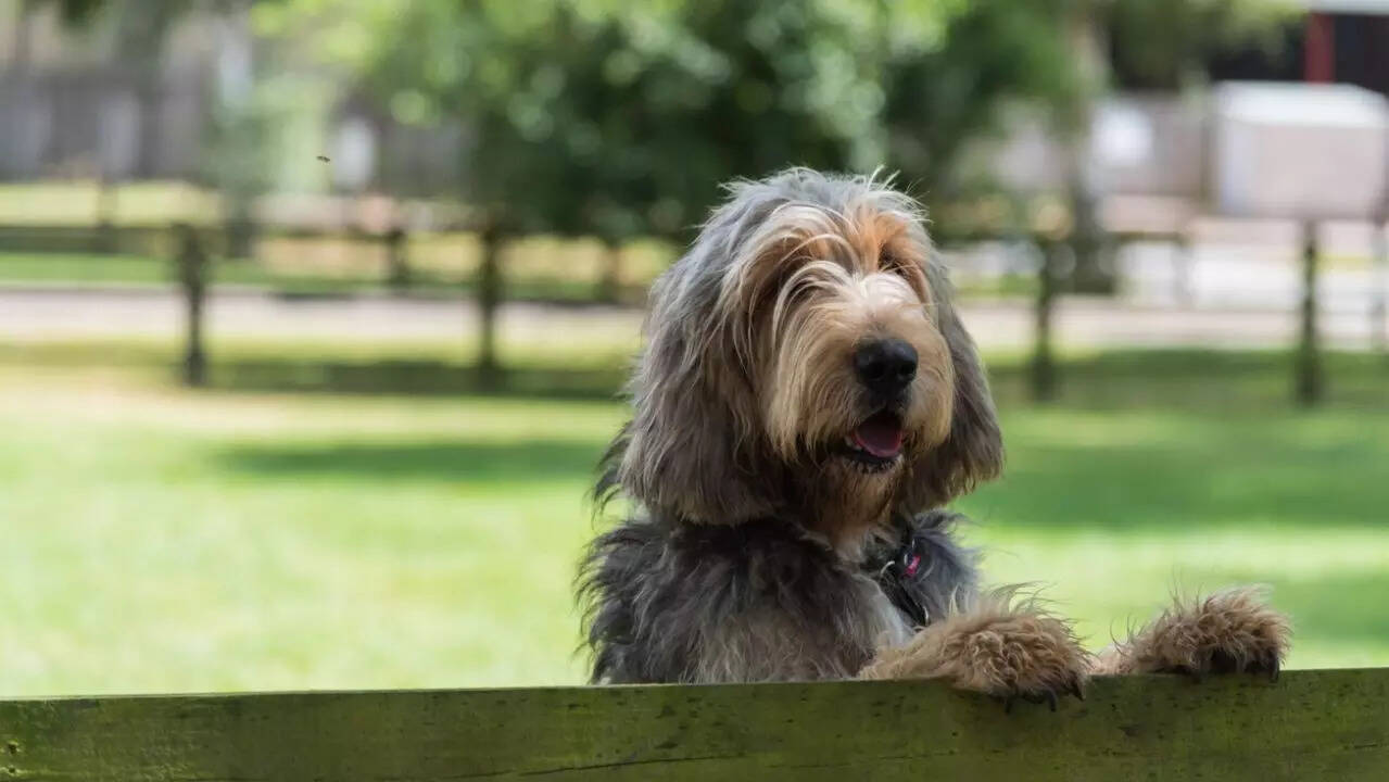 otterhound