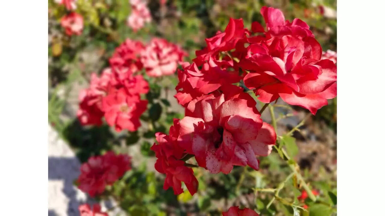 Camera sample 3