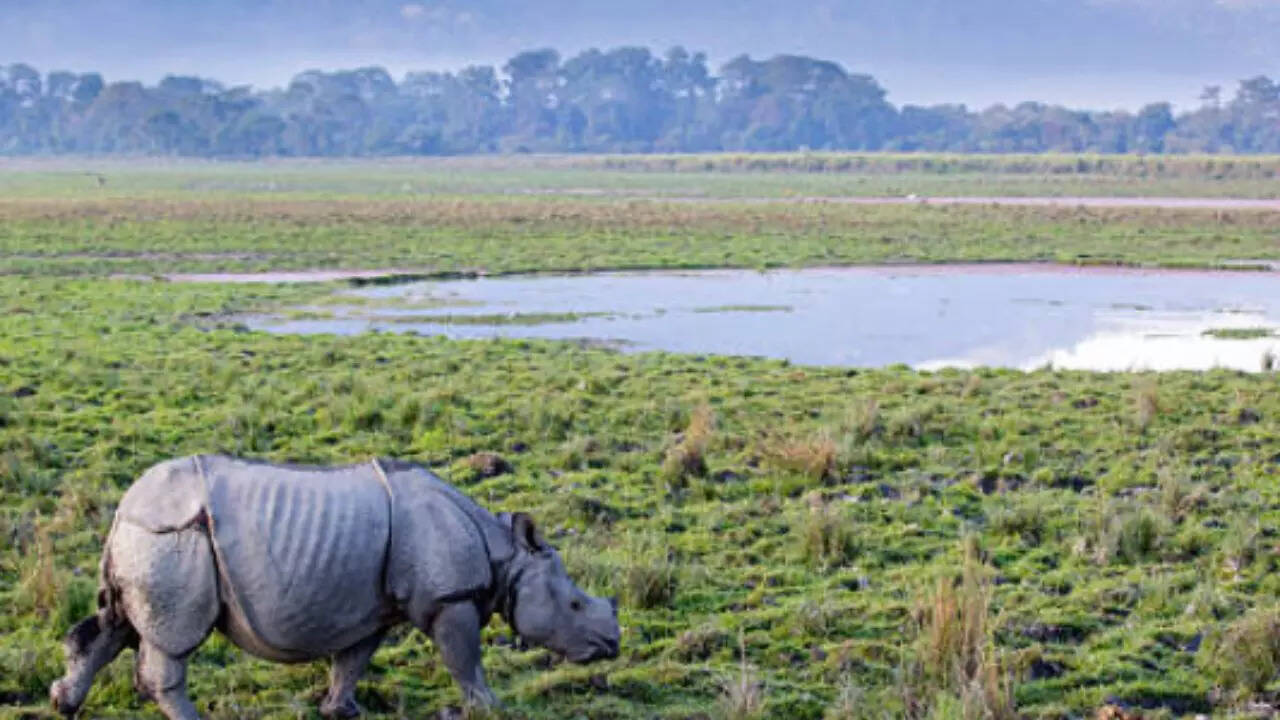 On World Rhino Day, India takes efforts to protect Rhinos