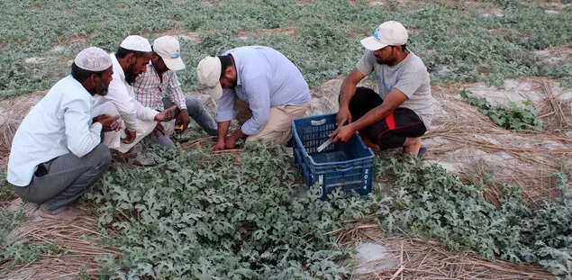 Team of experts assisted by villagers rescuing turtle nests from the river banks