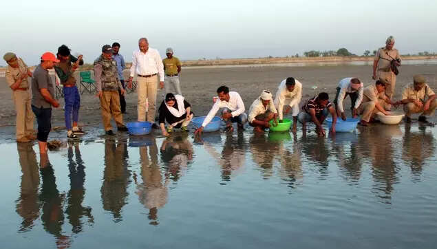 File picture of the turtle release by the forest officials and villagers