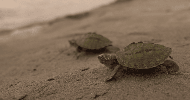 Released turtles rush towards the river