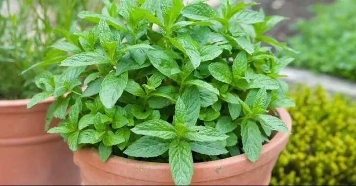 Mint Plant