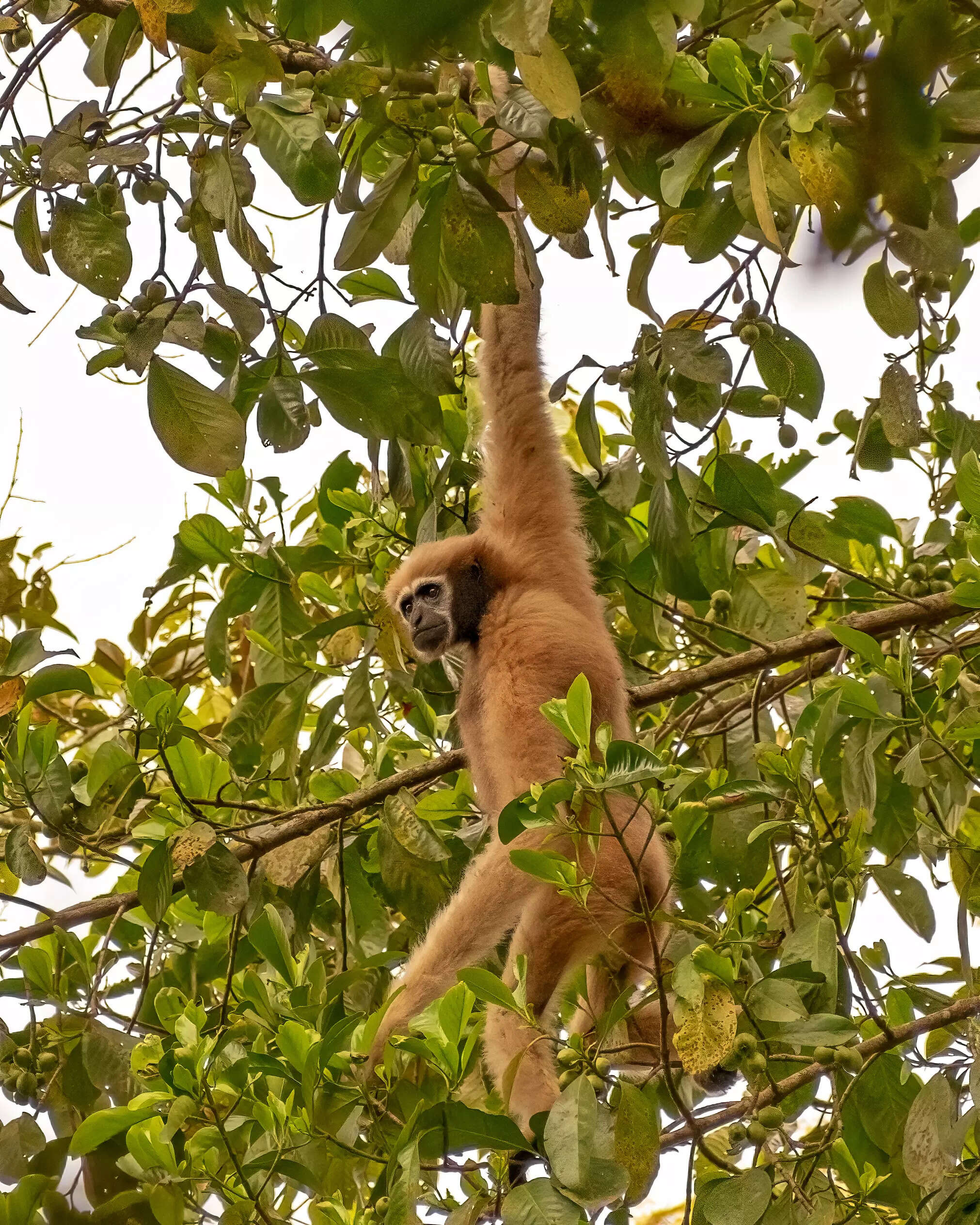 Brachiating female