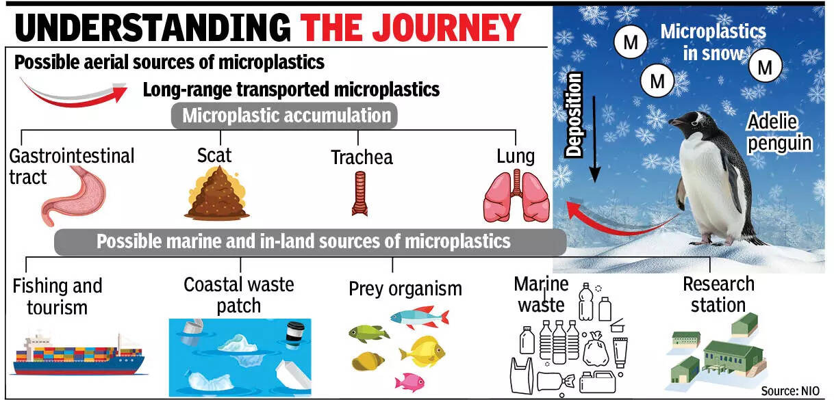 Antartica graphic