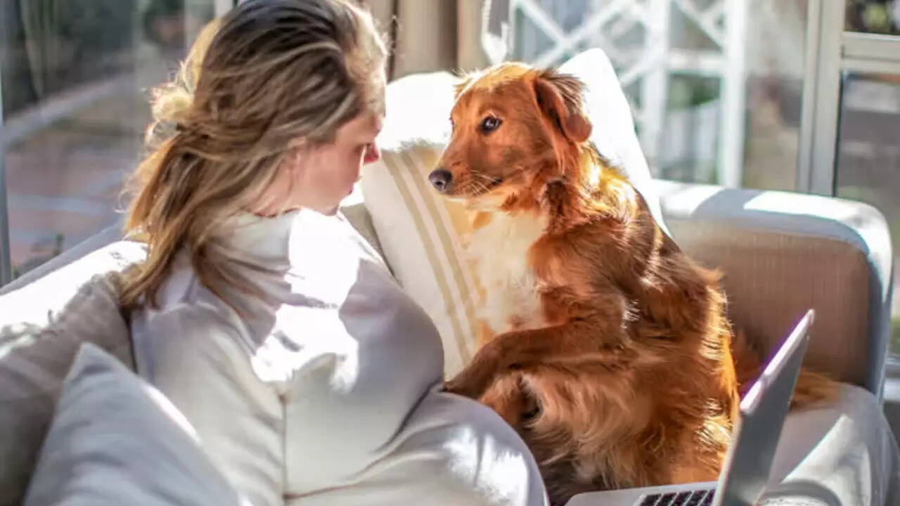 Dogs pregnancy (2)