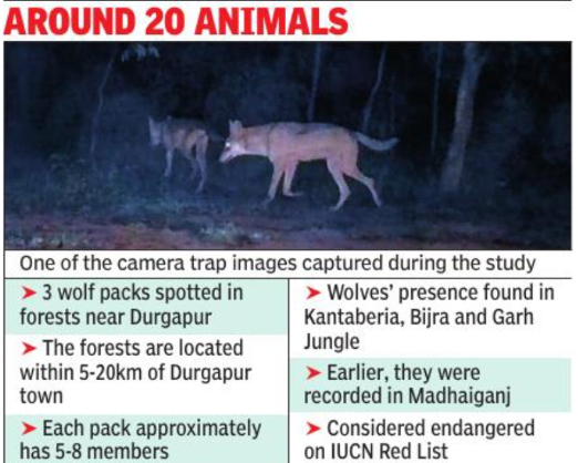Call of the wild: 10 camera traps capture ‘urban’ wolves of Durgapur in 3 packs