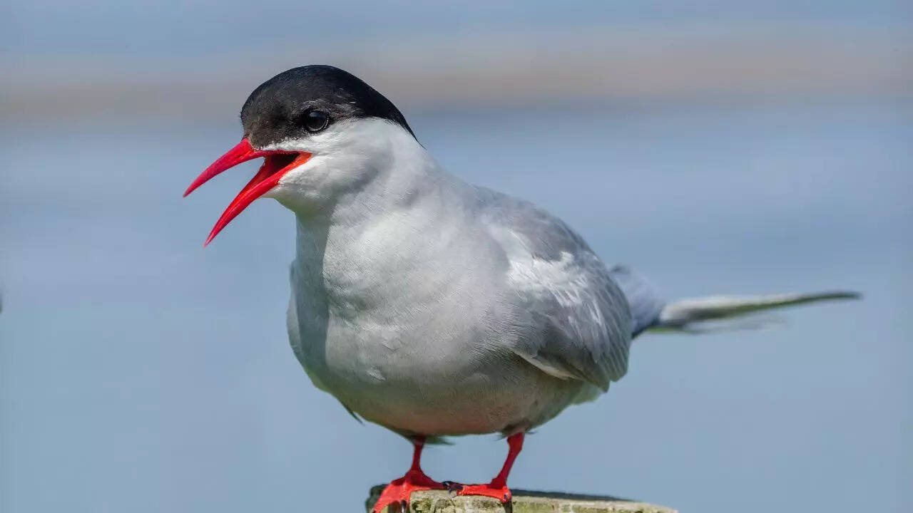 Arctic Tern