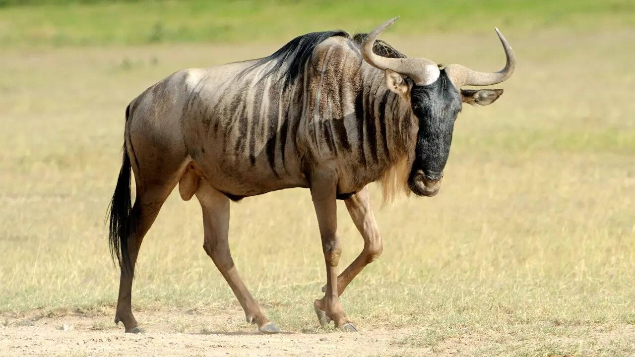 Wildebeest