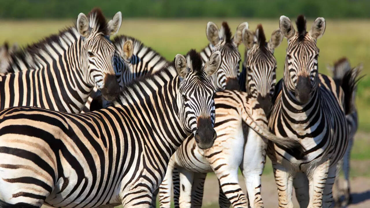 Zebras