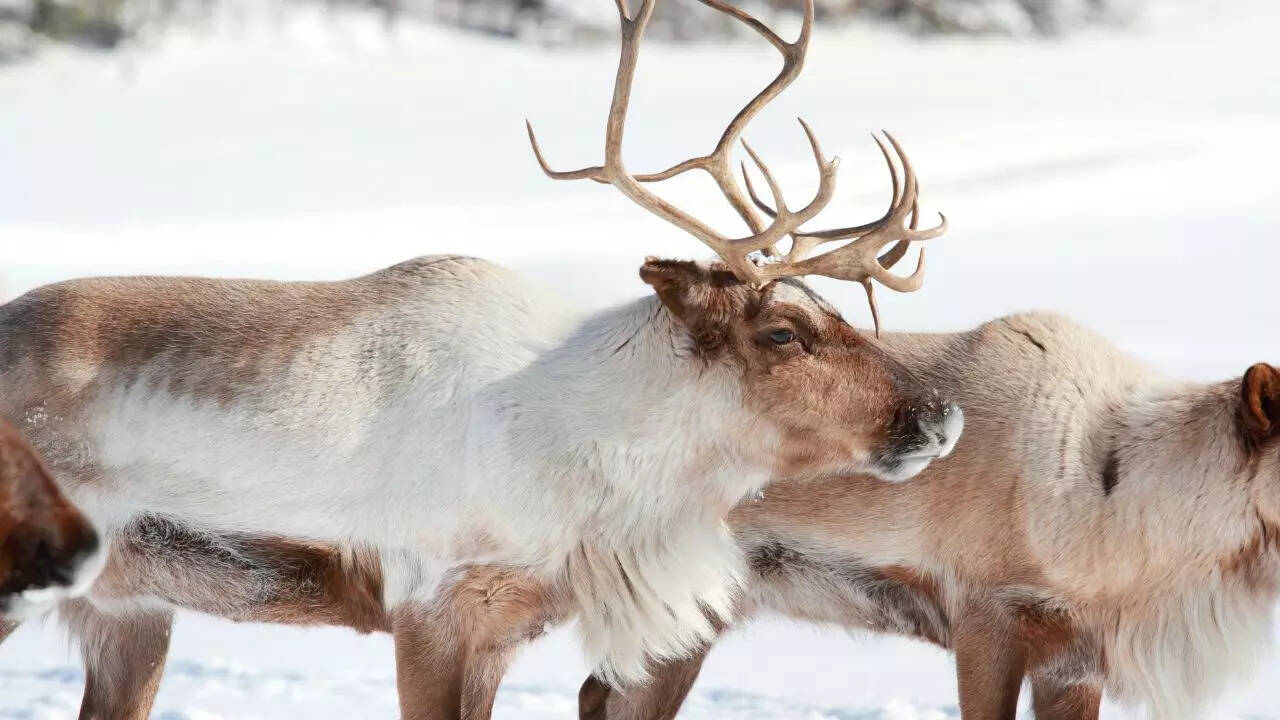 Caribou