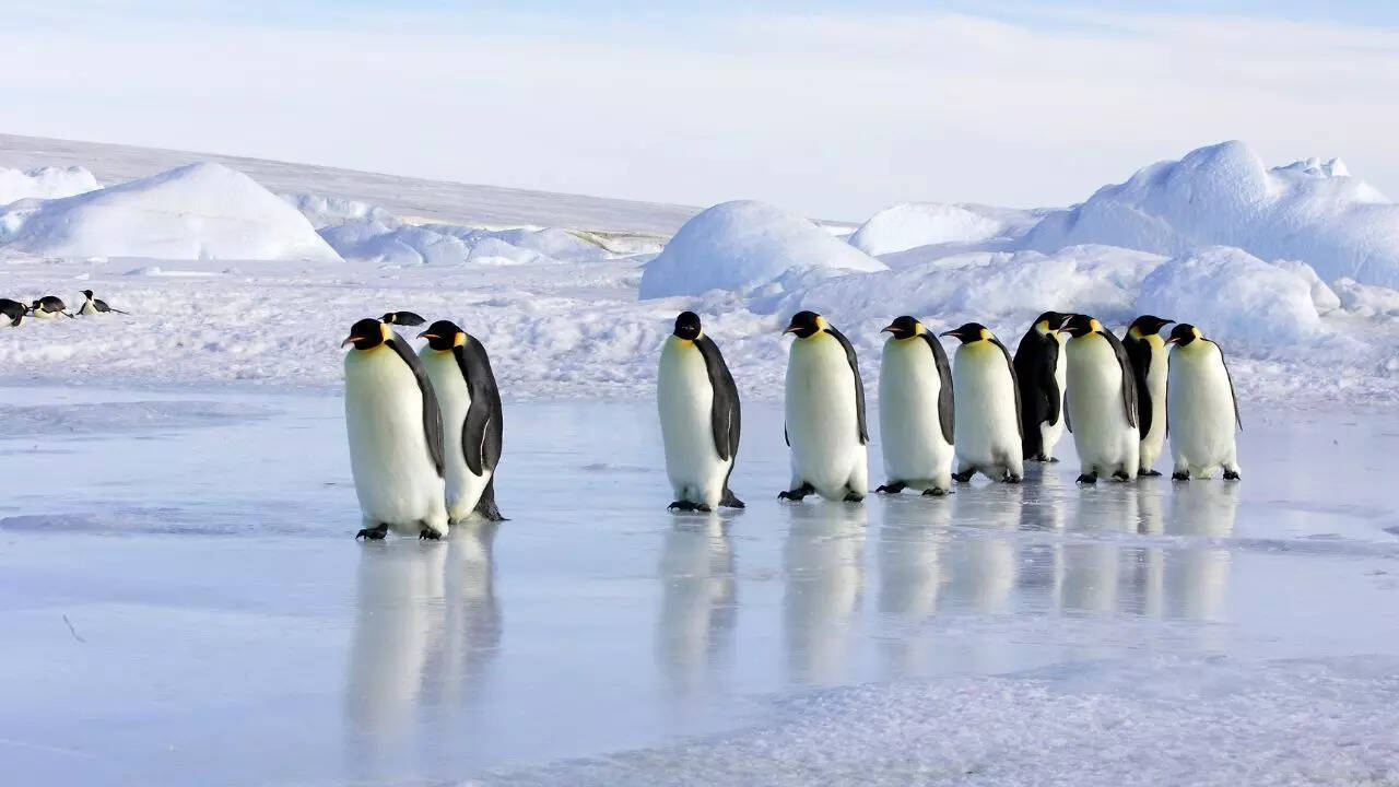 Emperor Penguins