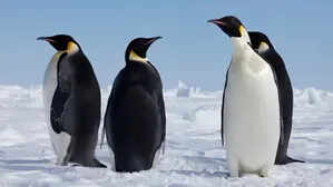 Penguins of Antarctica will ‘sail’ to India on special postcards, courtesy India Post & NCPOR