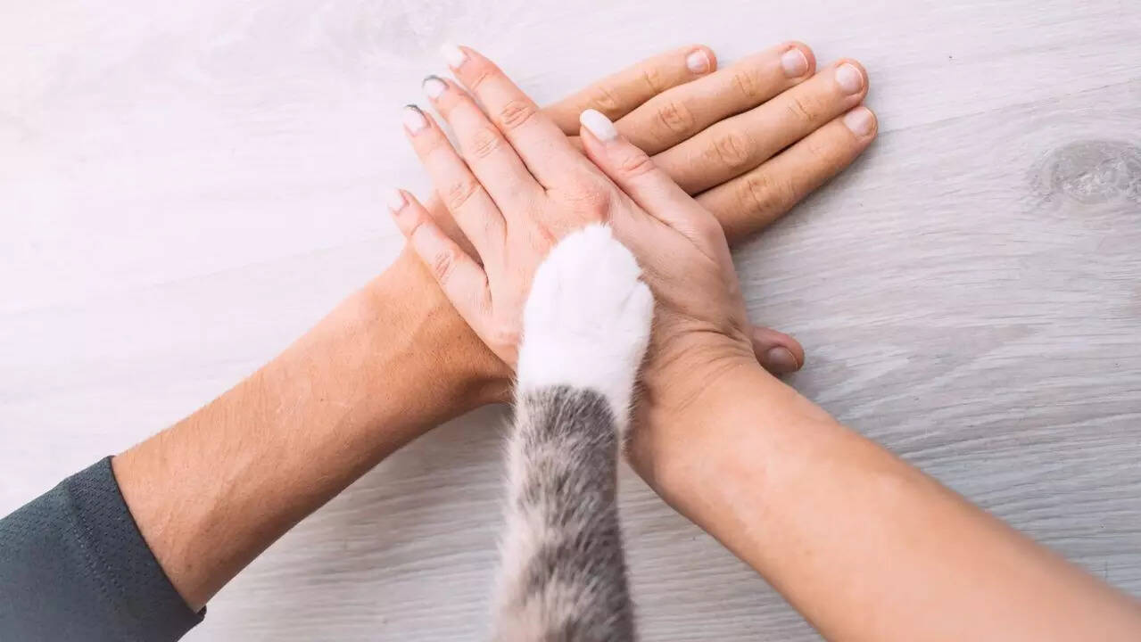 cats 2