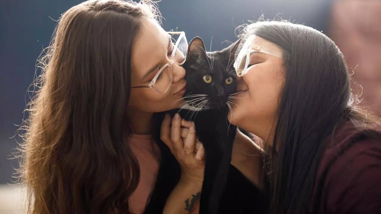 cat lovers 3