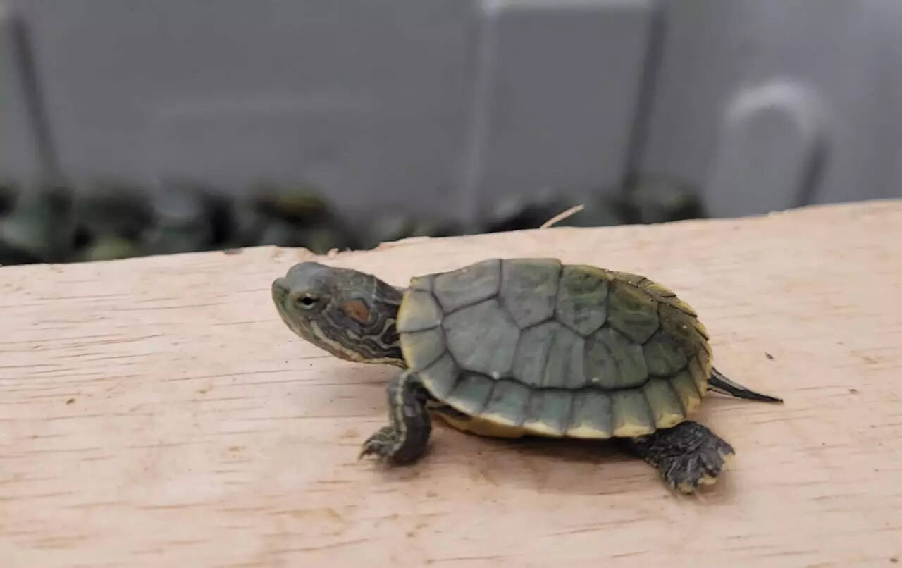 Turtle