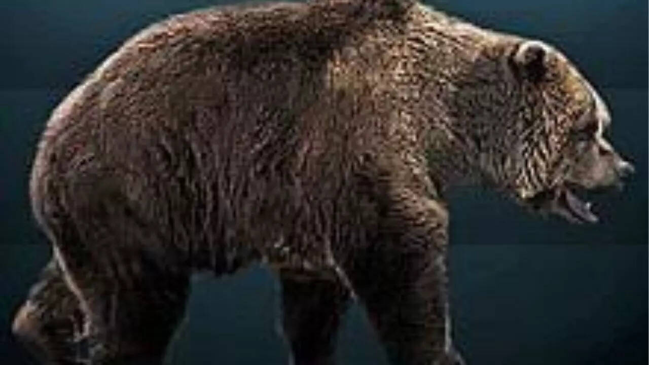 Cave bear