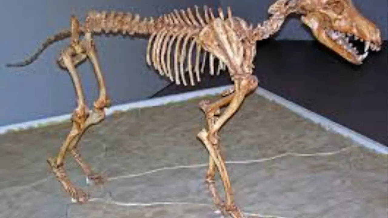 Dire wolf
