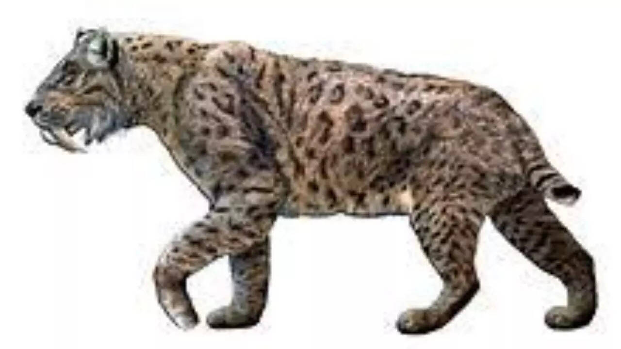 Saber toothed cat