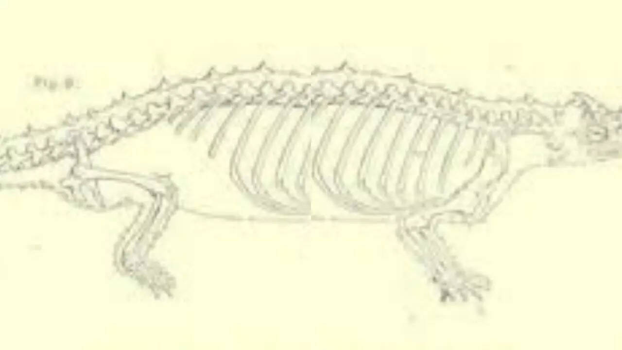 Meglania