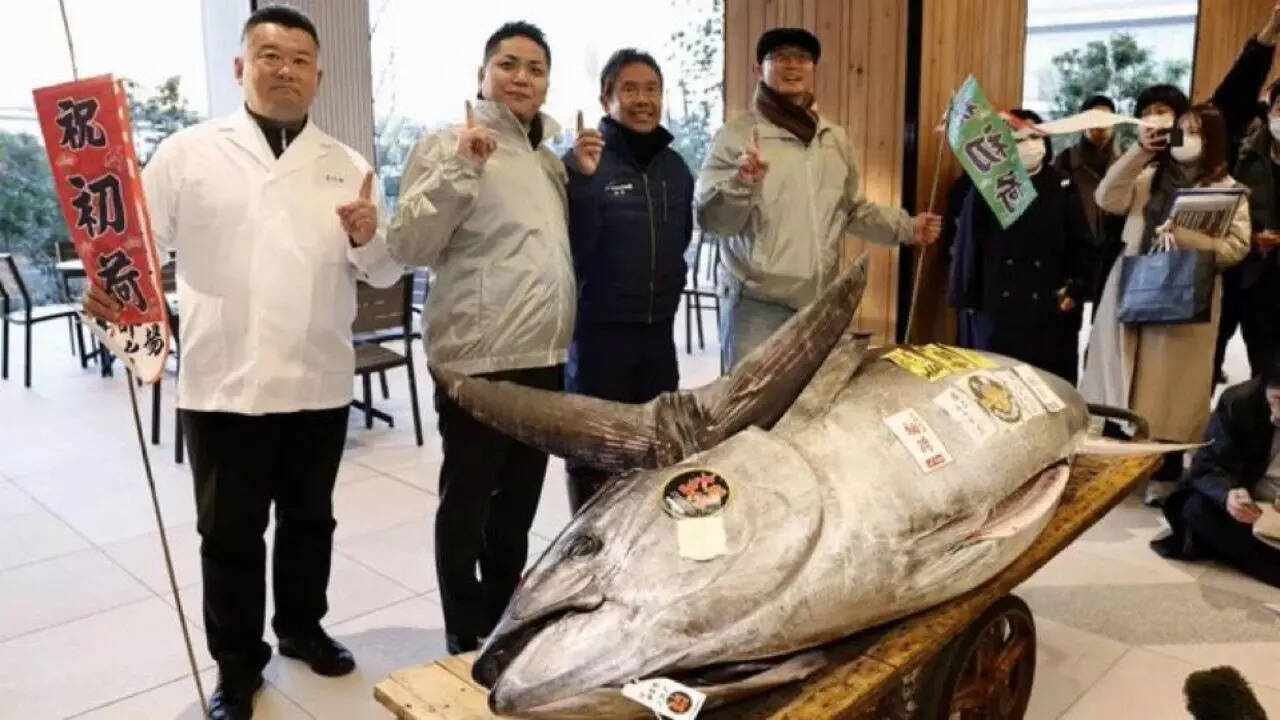 Giant bluefin tuna (Image credit: X)