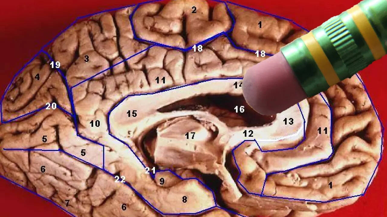 It's possible to erase bad memories; scientists discover how - The ...