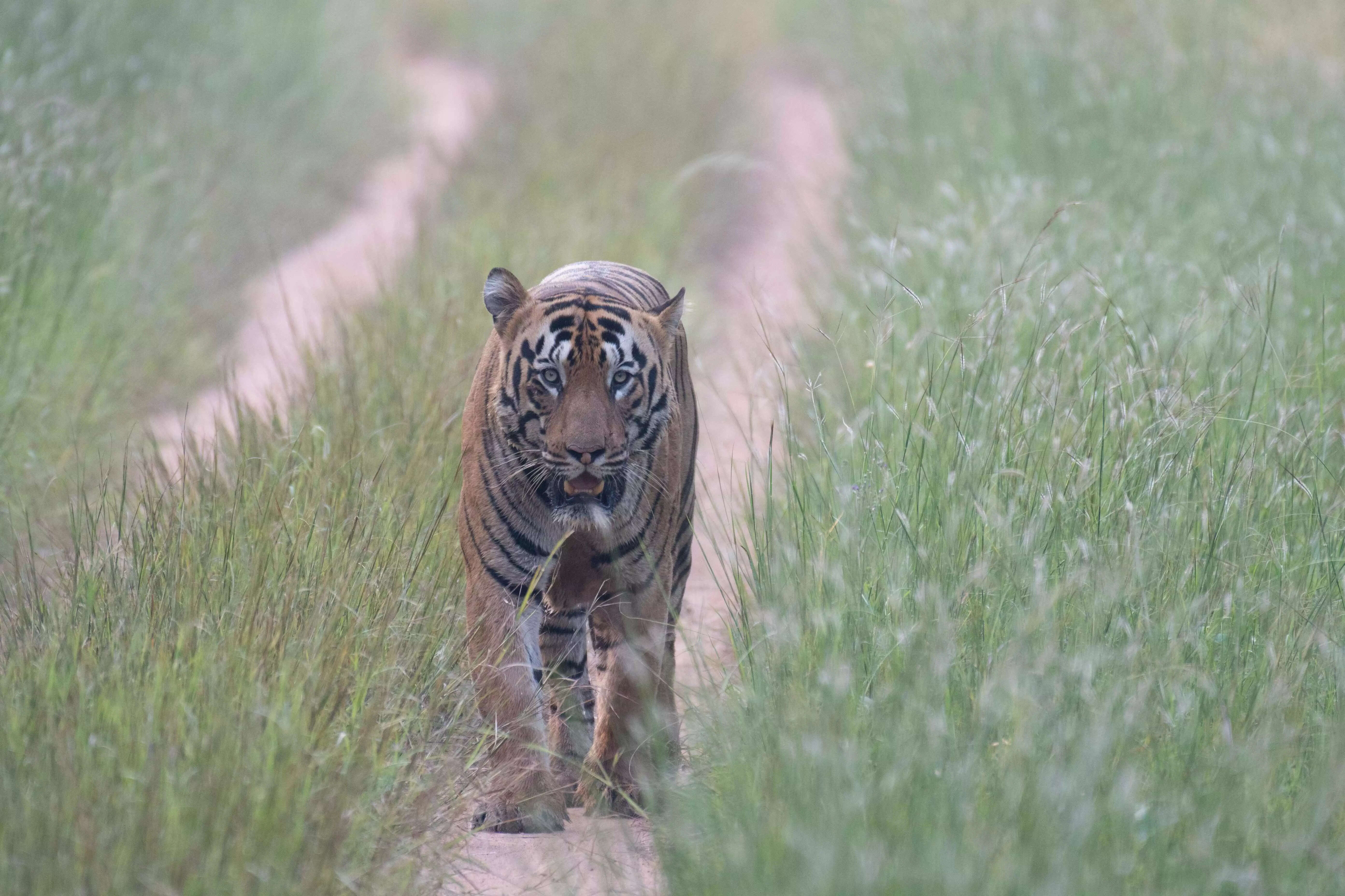A tiger clicked by  Srinda