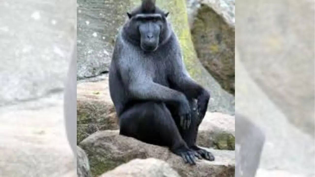 The Sulawesi black macaque