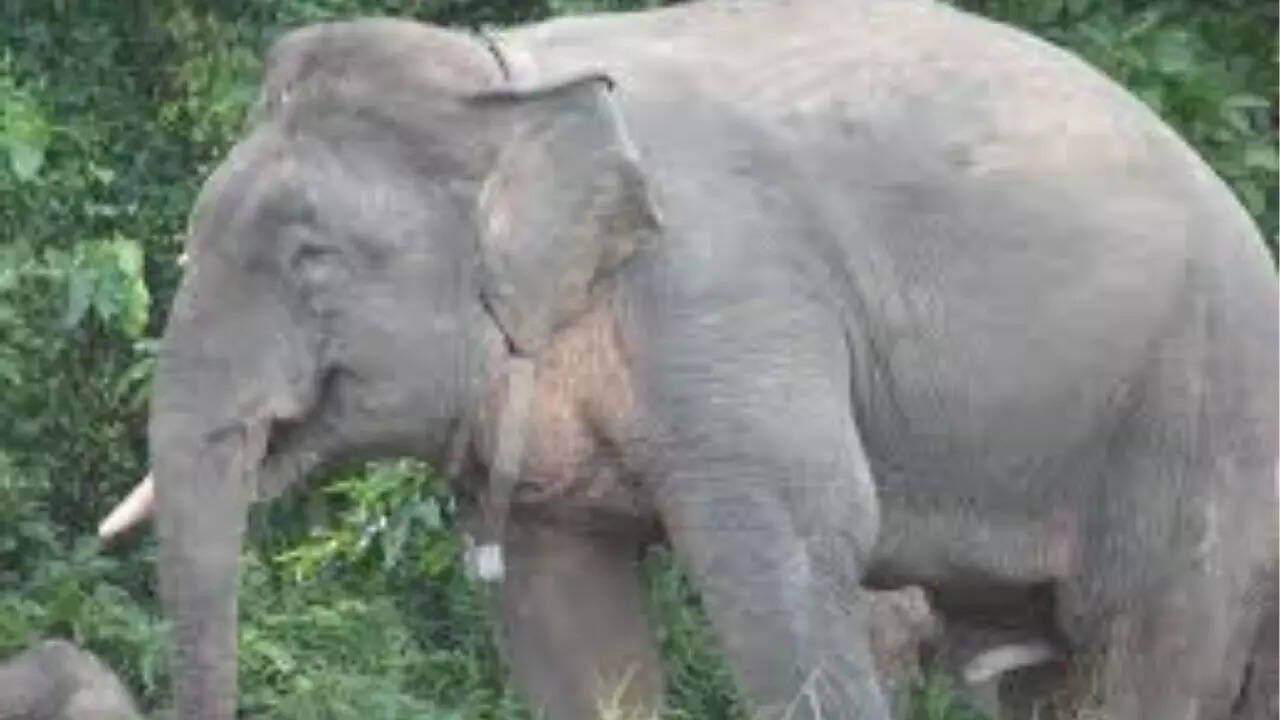 Borneo elephant